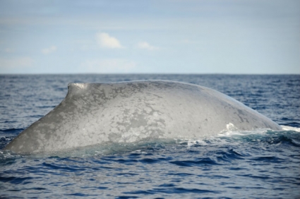 Blue Whale surfacing prior to sounding