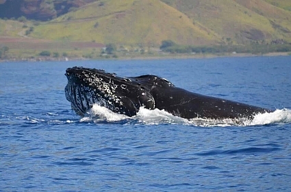 Male humpback whale bullfrogging